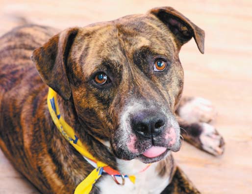 Pet of the Week